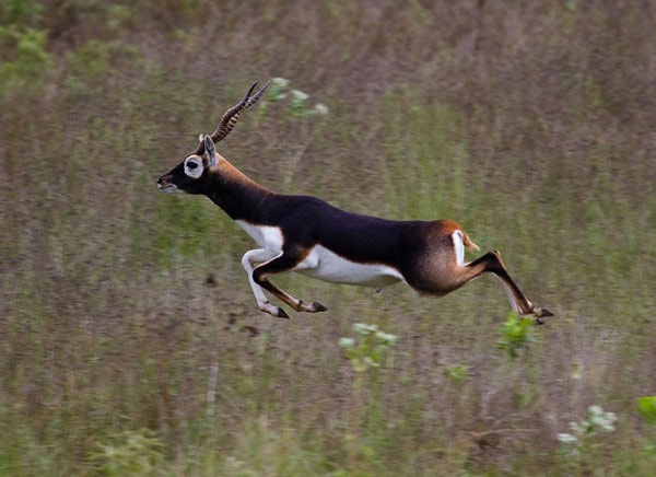 loài vật chạy nhanh nhất thế giới