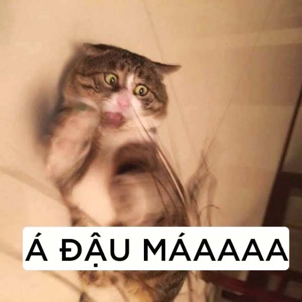 Hình ảnh meme Mèo Bựa Á đậu má