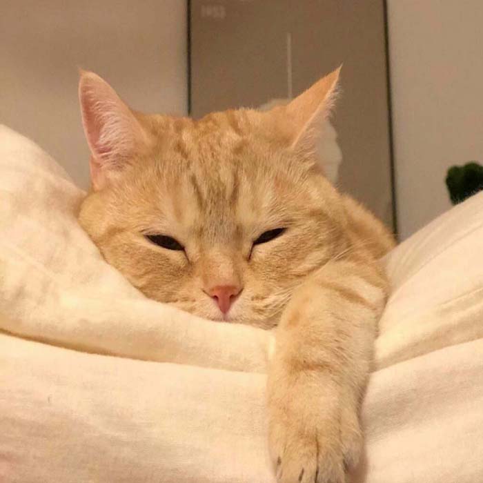 Hình ảnh meme Mèo buồn ngủ – tải miễn phí