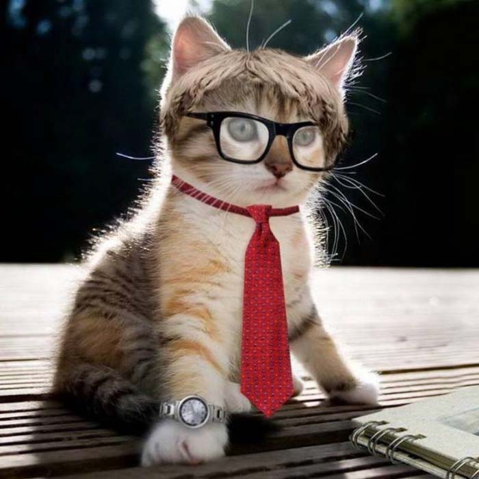 Hình ảnh vui, meme Mèo đeo kính tri thức