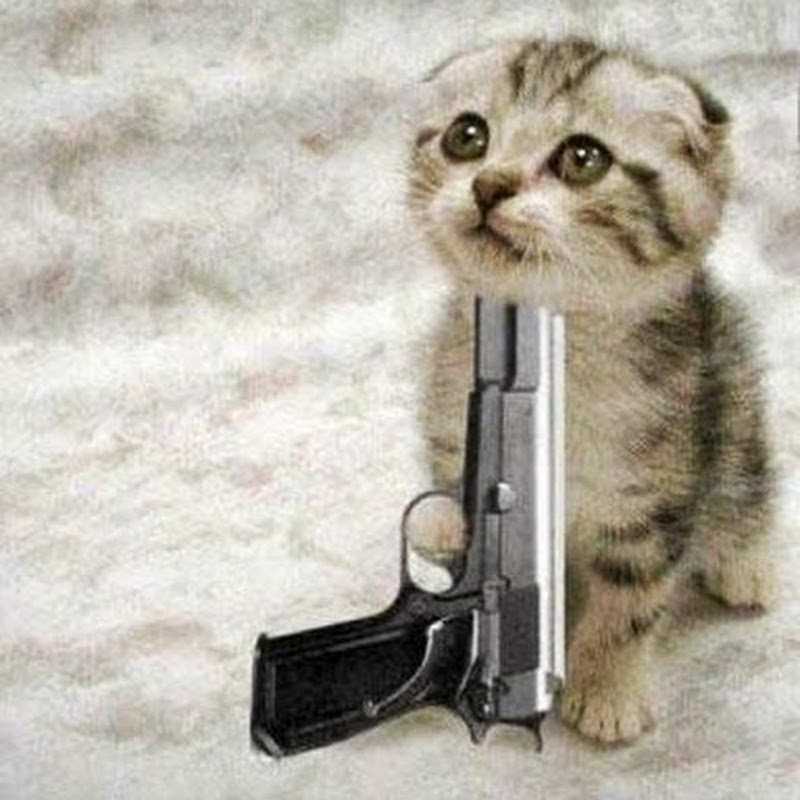 Tải hình ảnh meme Mèo con khóc dí súng vào cổ