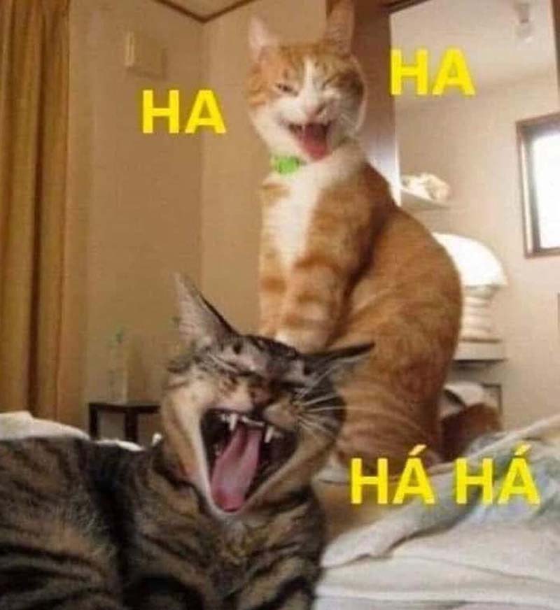 Tải hình ảnh meme Mèo cười