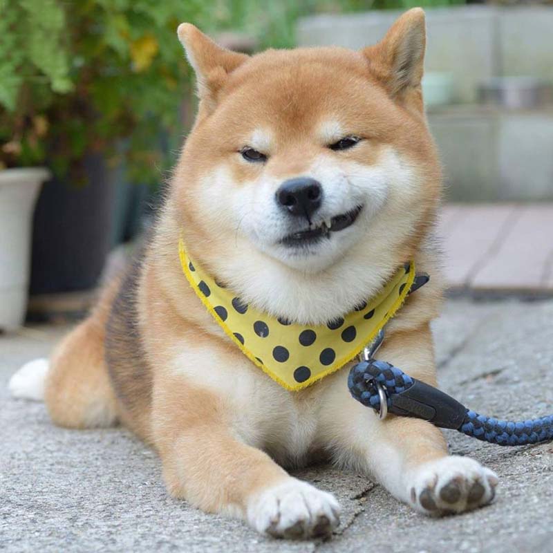 Tải meme chó Shiba cười nhếch mép