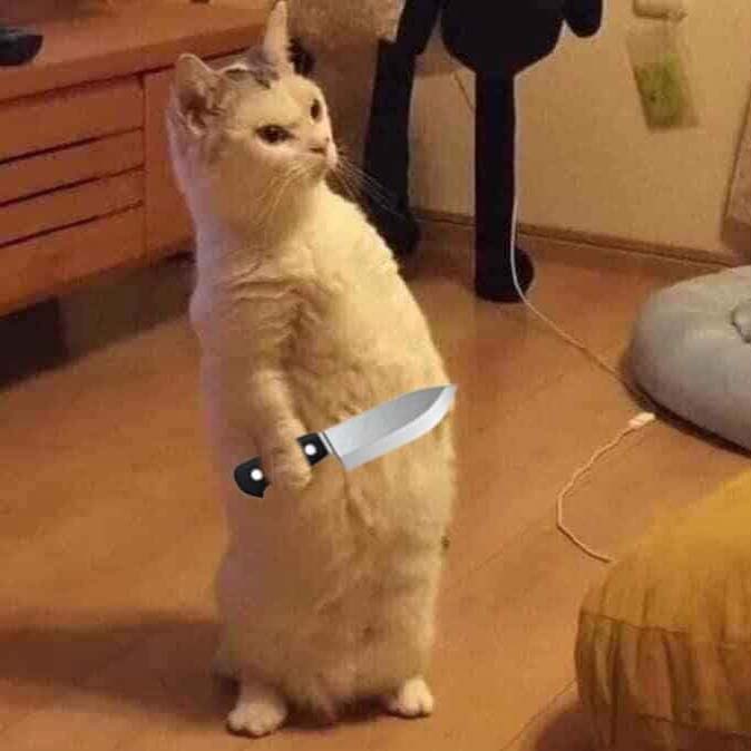Tải meme Mèo cầm dao đứng bằng 2 chân