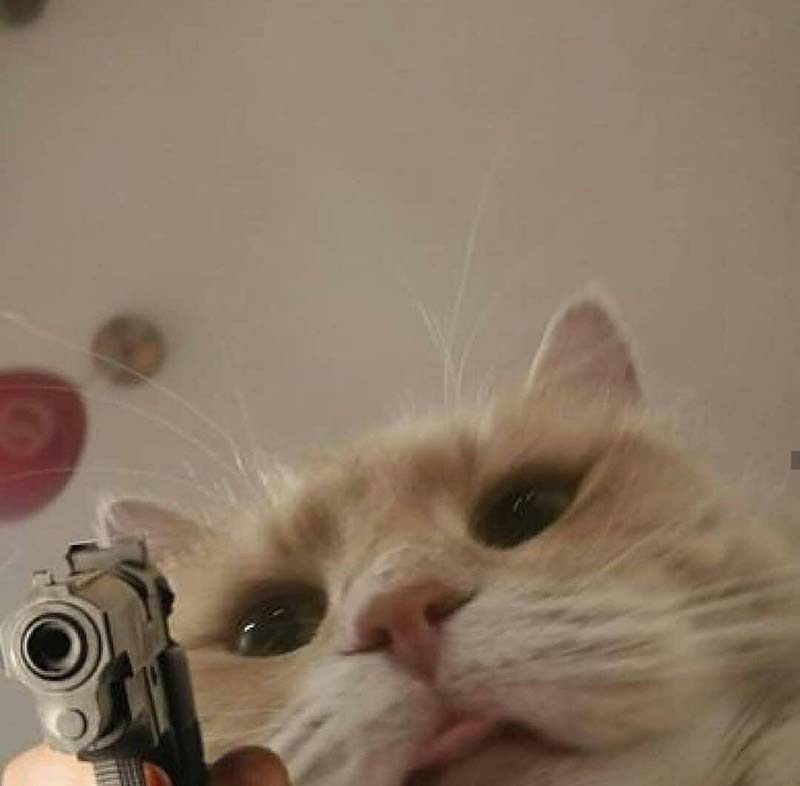 Tải meme Mèo cầm Súng tao có súng nè