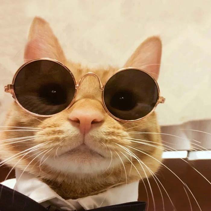 Tải meme Mèo đeo kính thầy bói bao ngầu